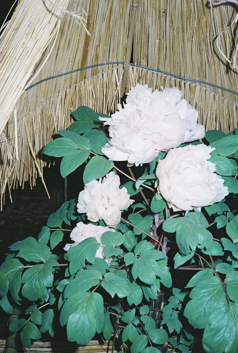 藁葺きの前に咲く白い花