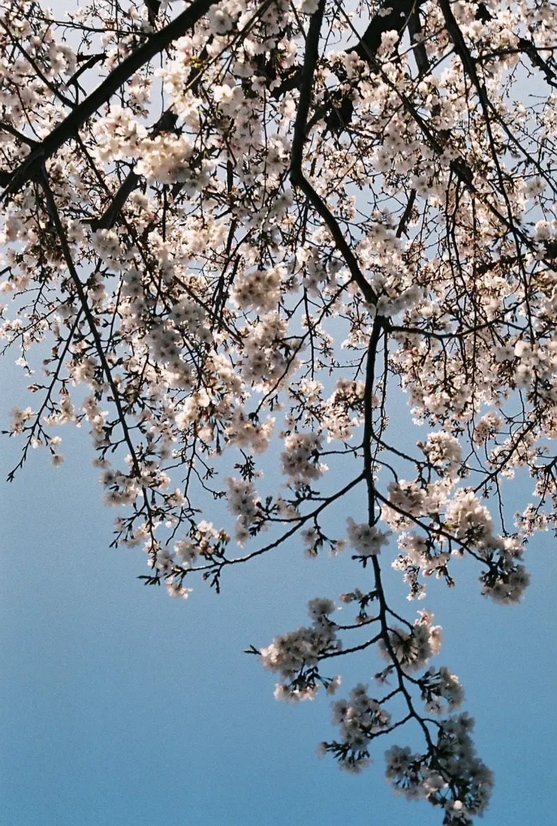 見上げた桜の枝
